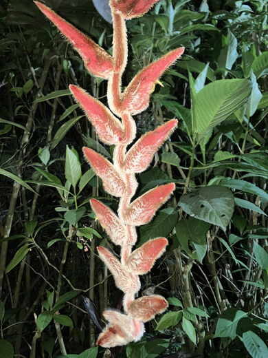 Joanie in Ecuador