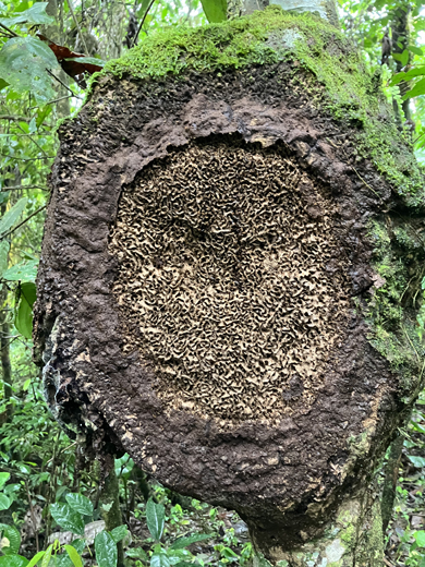 Joanie in Ecuador