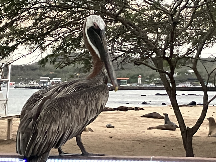 Joanie in Galapagos