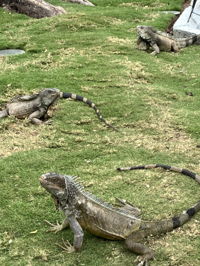 Joanie in Guayaquil