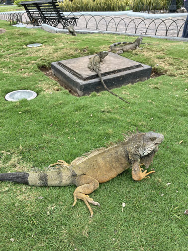 Joanie in Guayaquil