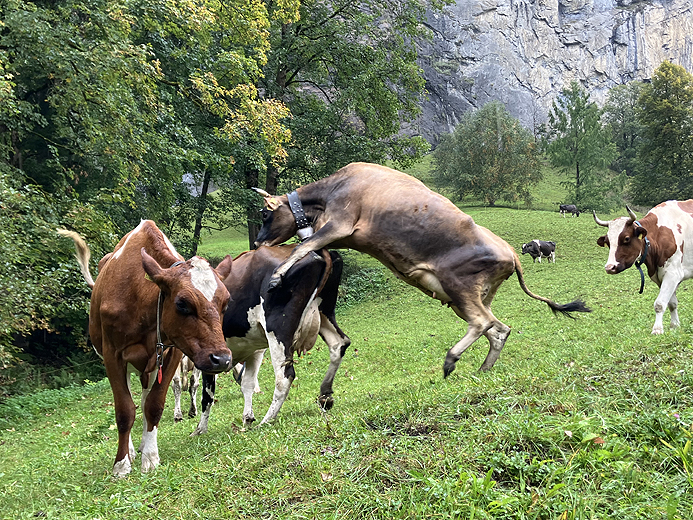 Lauterbrunnin