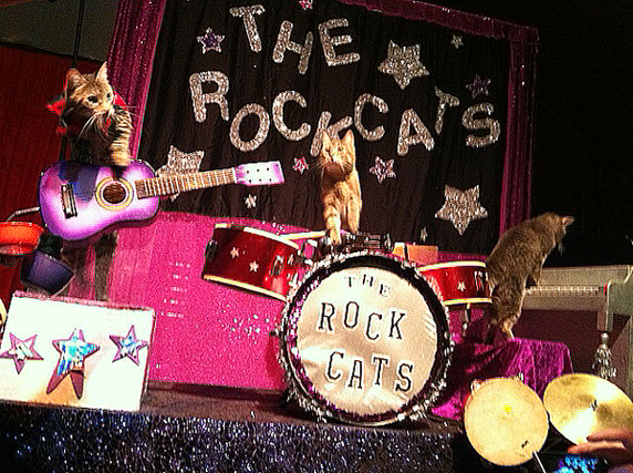 Rock Cats